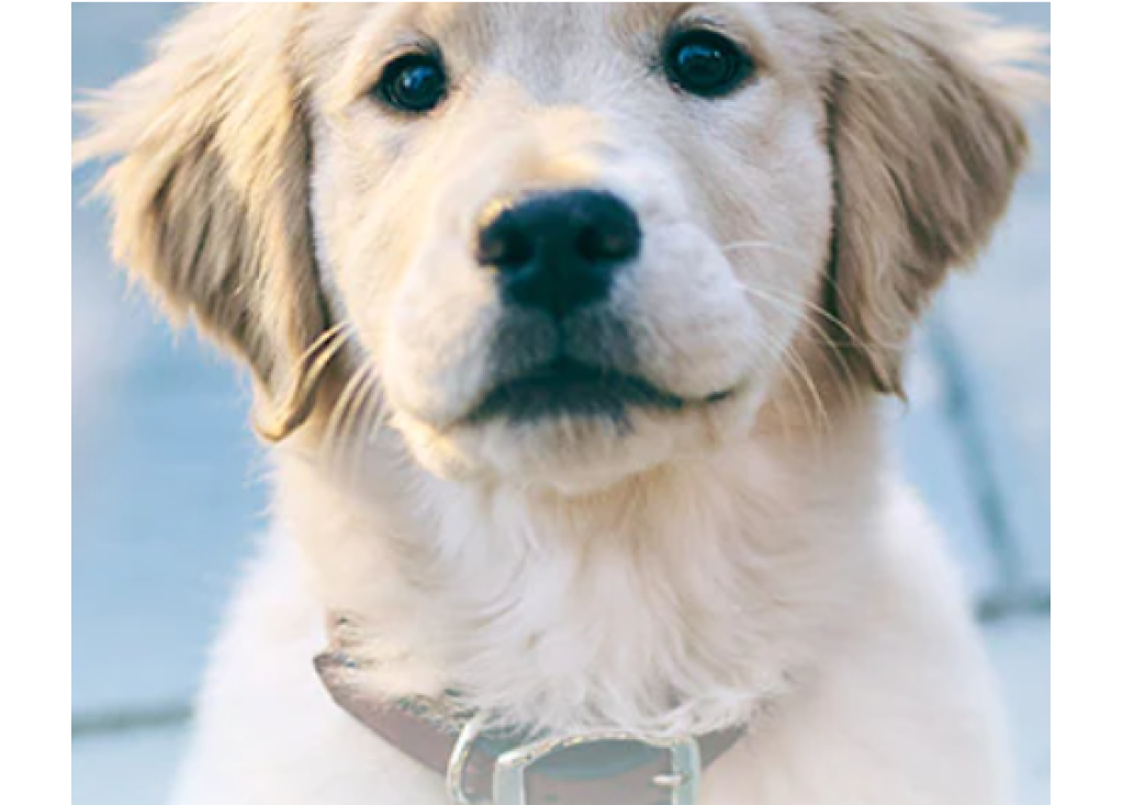 Five Great Ways to Keep Your Puppy Healthy